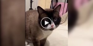 Приемного кота хотели усыпить из-за агрессивности, но девушка сделала невозможное