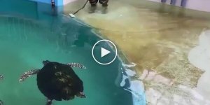 Цікавий факт про черепахи