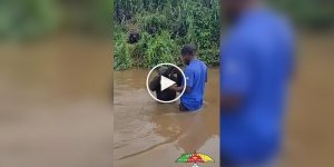 Man saved chimpanzee from death: warm meeting years later