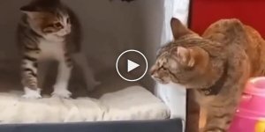 A patient cat tries to earn the trust of a kitten that she picked up from the street