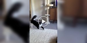 A bustler in his natural habitat