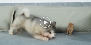 Дружба без границ: Смешной щенок и маленький котенок