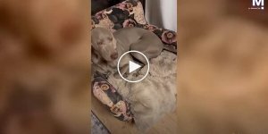 Четвероногие «разрушители»: собаки разорвали кровать в доме