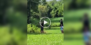 Попасть в гнездо шершней оказалось проще, чем от них убежать