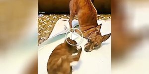 Собака учит щенка без лап стоять самостоятельно