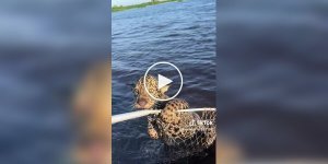 Fisherman fishes out and saves baby jaguar