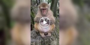 Мужчина дал обезьянке попробовать деликатес: она не оценила такого подарка