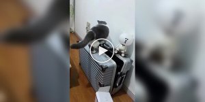 Кошки, которые сами себя загнали в ловушку