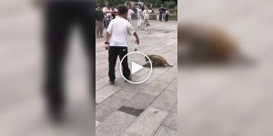 Мальчик отдал бутылку воды обезьяне, которая пила из лужи