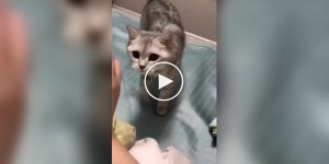 Always hungry cats