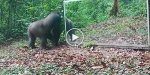 Животные и зеркало