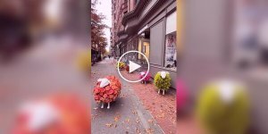 Цветочные овцы у магазина в Нью-Йорке