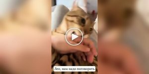 Женщина сломала кота