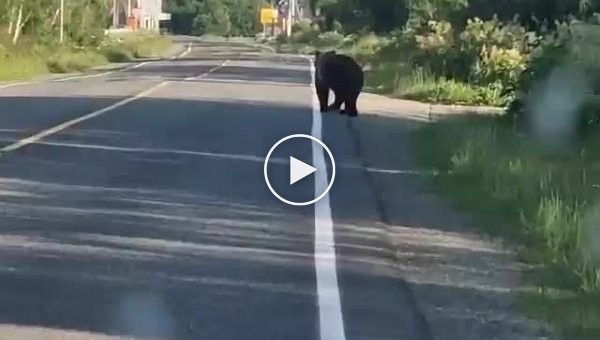 Камчатським водіям доводиться пригальмовувати, щоб пропустити клишоногих та їхніх дітей.