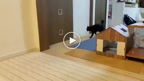 Улюблений кут кота