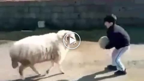 Кмітливий баран грає з хлопчиком