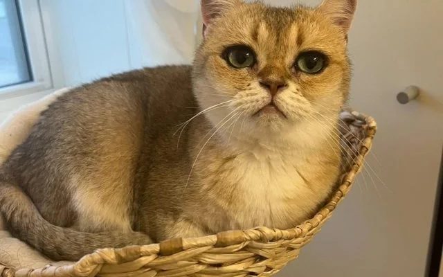 Кошечка с самыми красивыми глазами (6 фото)