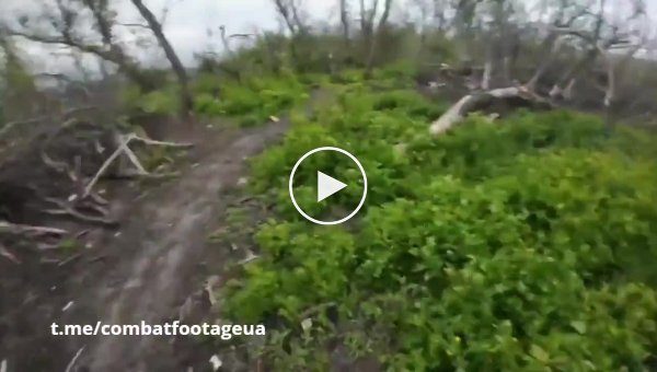 Штурм российских нор