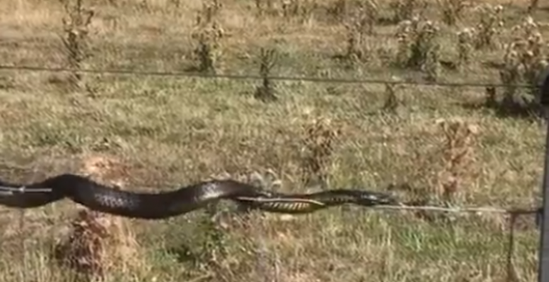 Необычное поведение змеи удивило соцсети (3 фото)