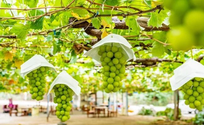 It's More Profitable to Steal Fruits Than Jewelry in Japan (6 pics)