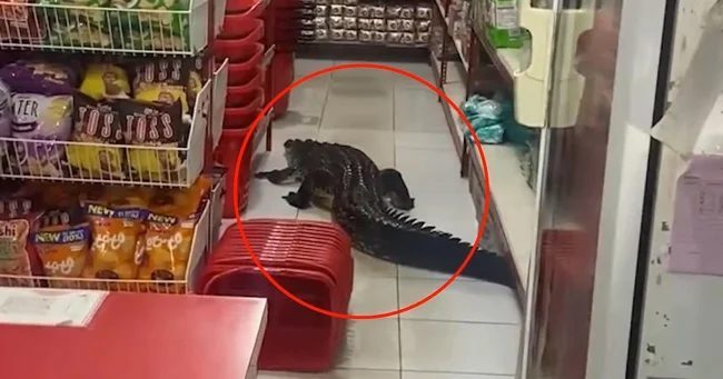 Крокодил устроил переполох в индонезийском супермаркете (3 фото + 1 видео)