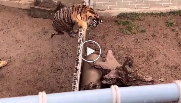 Тигр перестрибнув через огорожу зоопарку, щоб напасти на гієну