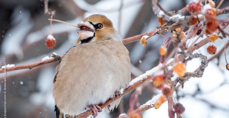 Дубонос. Птица-невидимка (9 фото)