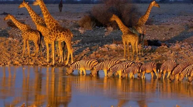 Водопій: місце максимальної небезпеки в Африці (13 фото)