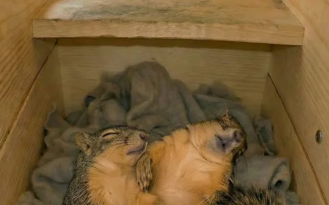 Как спят белки? (9 фото)