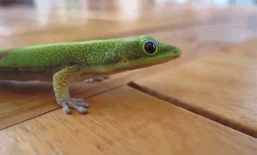 Классные гифки 1269