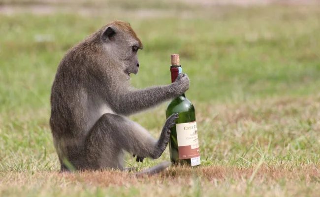 Don't Get Drunk, but Survive: Clever Ways Wild Animals Use Alcohol (9 Photos)