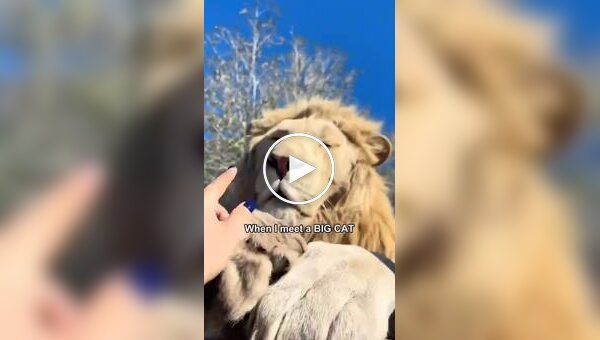 Дівчина зняла докази, що великі кішки такі ж милі, як і маленькі