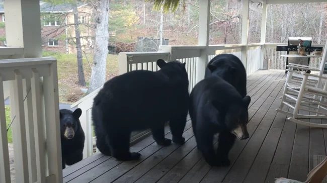 Чоловік потоваришував із ведмежим сімейством (8 фото)