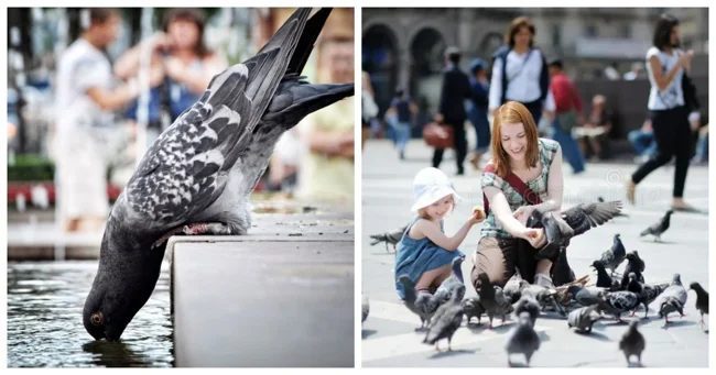 One Bird in Different Cities (26 photos)