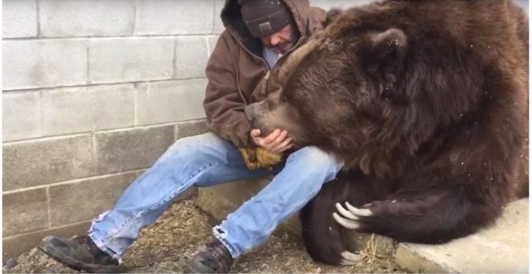 Когда у твоего большого друга был тяжелый день (1 фото + 2 видео)