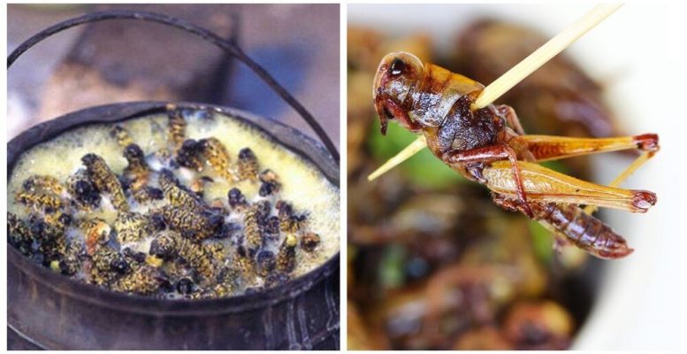 Boogers that will save the world: perspectives of entomophagy (6 photos)