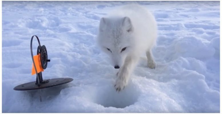 Новые приключения знаменитого наглого песца (1 фото + 3 видео)