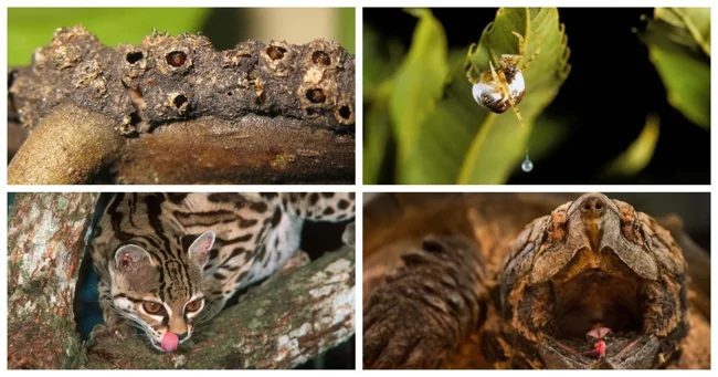 Секрети успішного полювання: 13 хитрих прийомів від хижаків (14 фото)