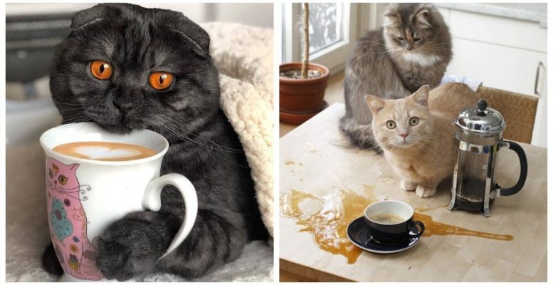 Cats and coffee (30 photos)