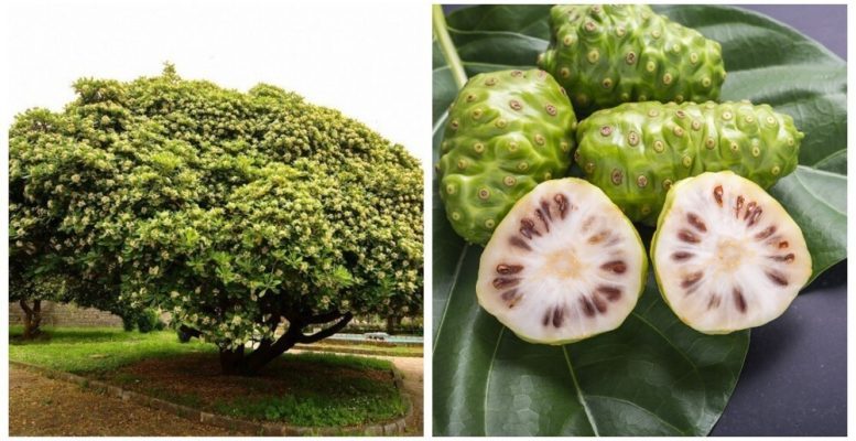 Big-eyed fruits of the cheese tree with a specific taste and real benefits (9 photos)