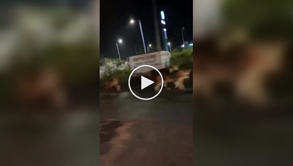 Мешканцю Індії зустрівся прайд левів на дорозі