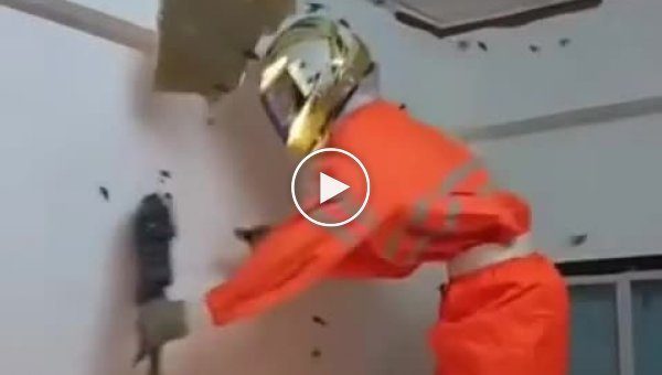 Удаление осиного гнезда в доме