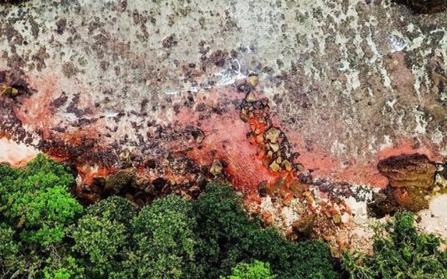 Розовые пятна покрыли остров Рождества в Индийском океане (6 фото)