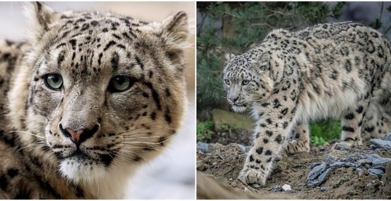 Вперше за 93 роки: до зоопарку Англії привезли снігових барсів (11 фото + 1 відео)