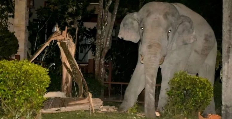 Неистовая ярость: слоны мстят людям (5 фото)