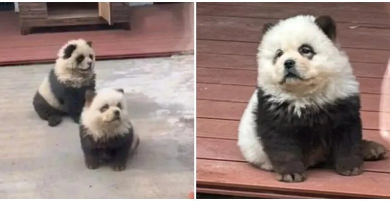 Китайский зоопарк перекрасил собак и пригласил посетителей посмотреть на “новый вид панд” (3 фото + 1 видео)