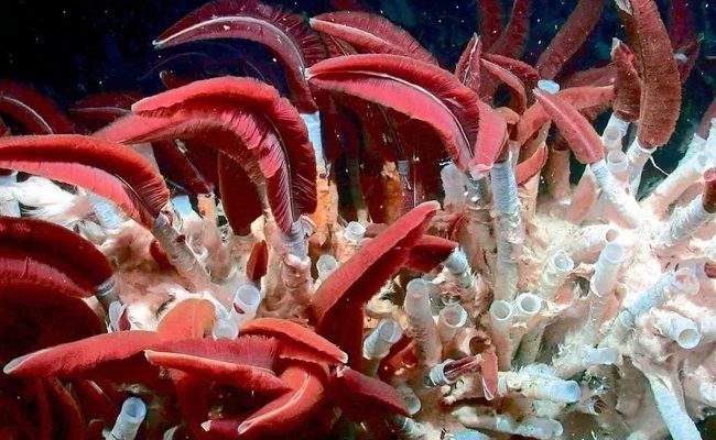 Рифтия: червь, живущий в самых жёстких условиях океана (8 фото)