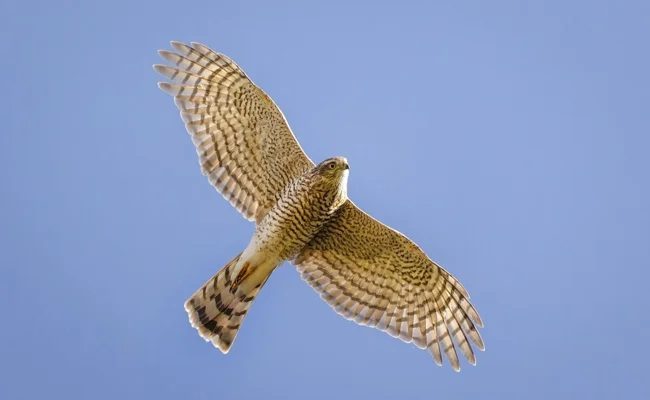 Ястреб-перепелятник: грозный маленький хищник (11 фото)