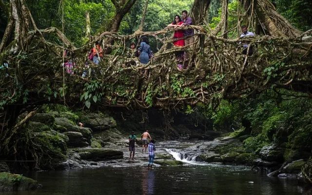 Корневые мосты в Индии (6 фото)