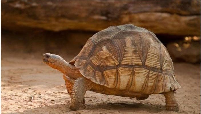 Редкие виды животных, которых мы больше не увидим (15 фото)